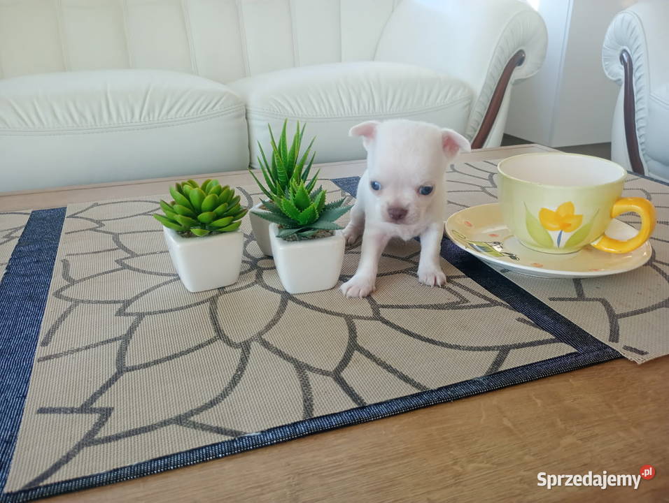Chihuahua minimini suczki z rodowodem Opole
