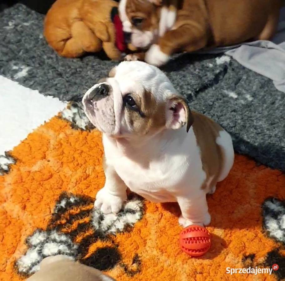 Buldog angielski FCI samiec Kielce