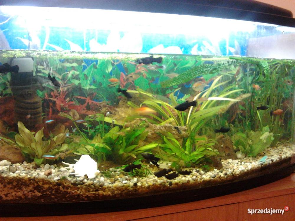 Akwarium panoramiczne 200 L