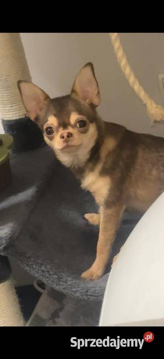 Pieski chihuahua Chróścin