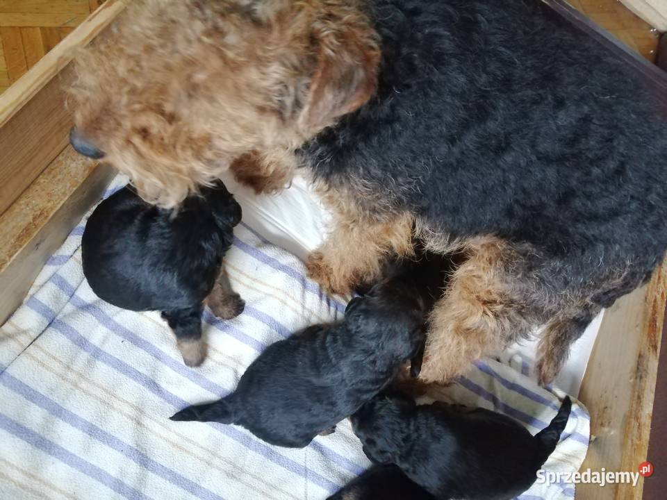 Terier walijski szczenięta wielkopolskie Mosina