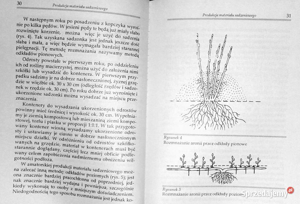 Aronia czarnoowocowa Zbigniew Laurow Chełm
