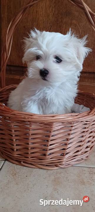 Maltańczyk ZHPR UCI Maltańczyk Ropczyce