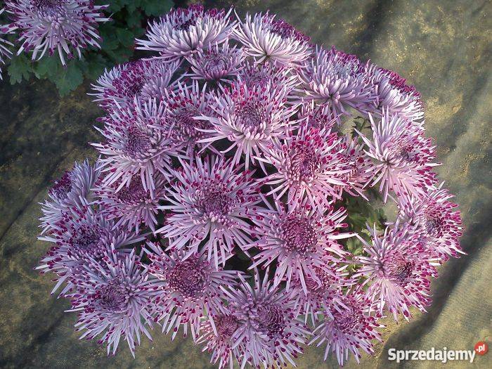 Chryzantemy wielkokwiatowe i średniokwiatowe Sandomierz