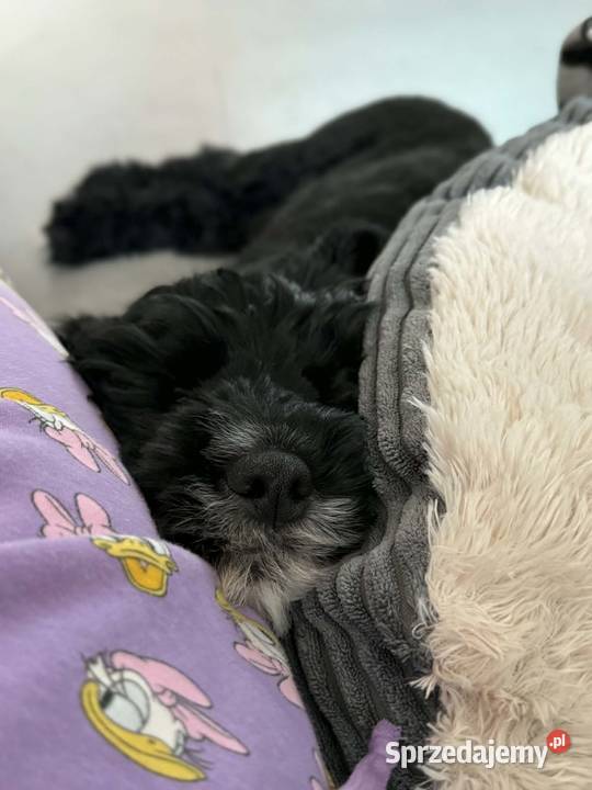 Portugalski pies dowodny piesek Szczenięta Sierpc