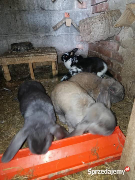 Sprzedam barany francuskie Morawczyna