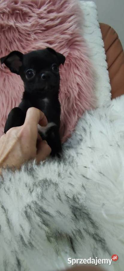 Gotowy Do Odbioru Czarny Piękny Chłopczyk sprzedam