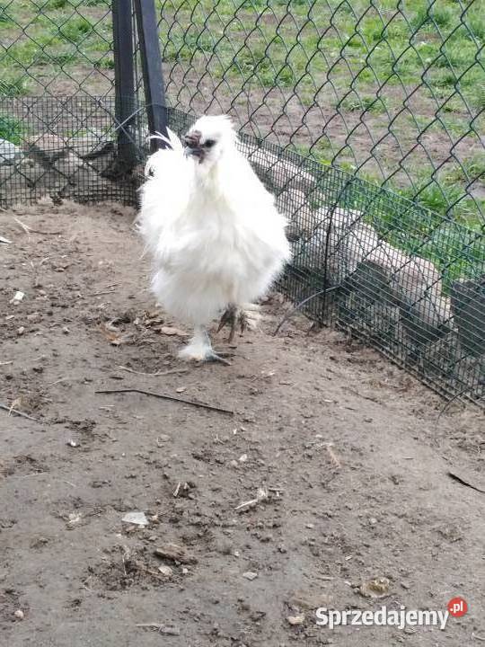 Kogut Silki jedwabistej Topólka