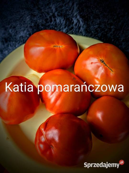 Pomidor dyniapapryczka nasiona Rosyjskie odporne Kraków sprzedam