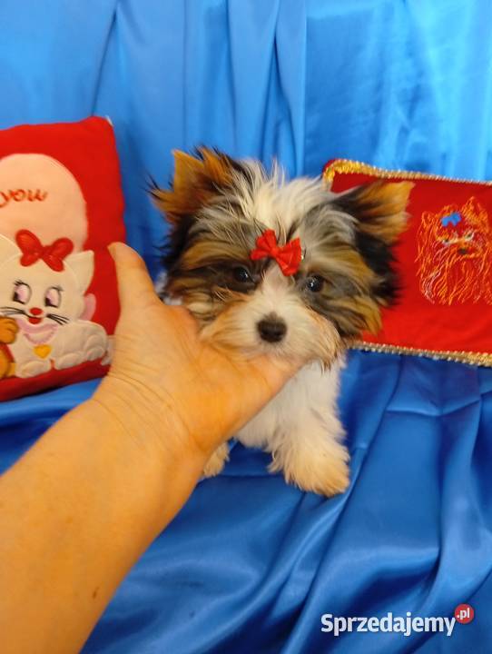 Mini samczyk ok130150 Biewer Yorkshire terrier Psy Orzesze