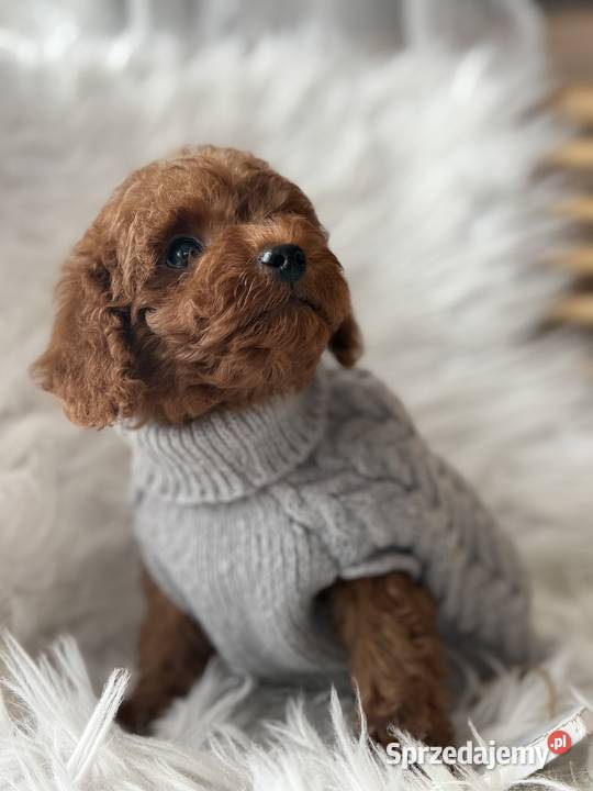 Pudel Toy red Psy Polanka Wielka sprzedam