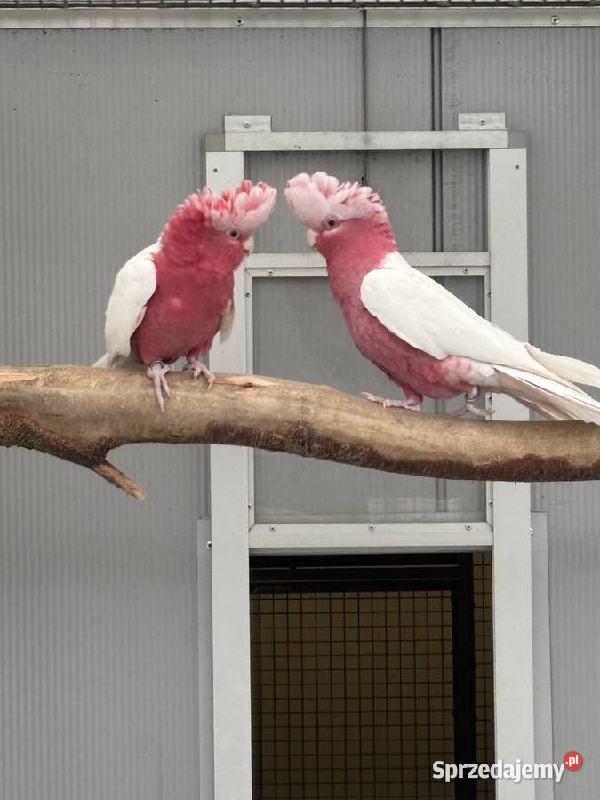 Kakadu Różowa Lutino para 2221 Kłaj