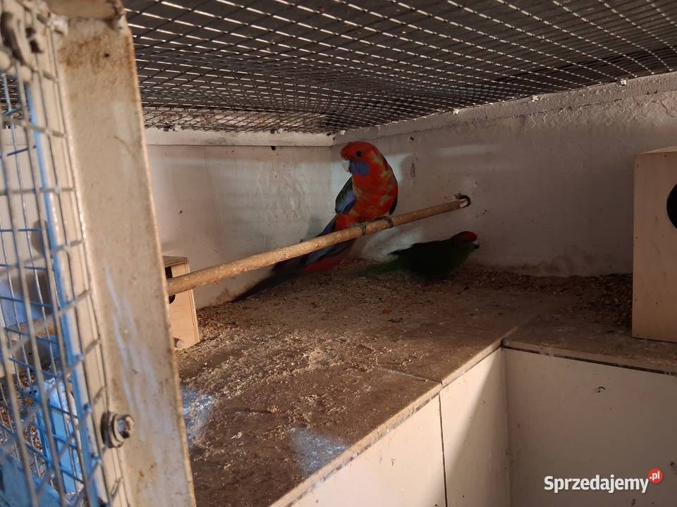 Sprzedam Świergotki Rozelle królewskie Zeberki Wieluń