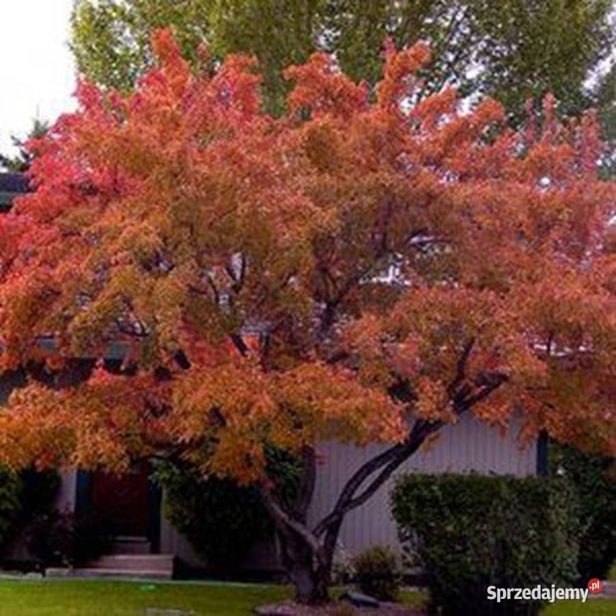 KLON TATARSKI Acer tataricum NASIONA 150 sztuk Nasiona Nasiona Lubanie