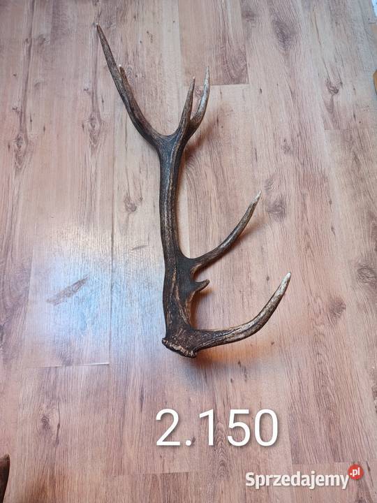 Sprzedam pojedyncze zrzuty jelenia Pozostałe