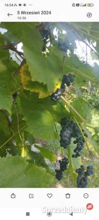 Działka Ogród Koszalin drzewa owocowe zachodniopomorskie