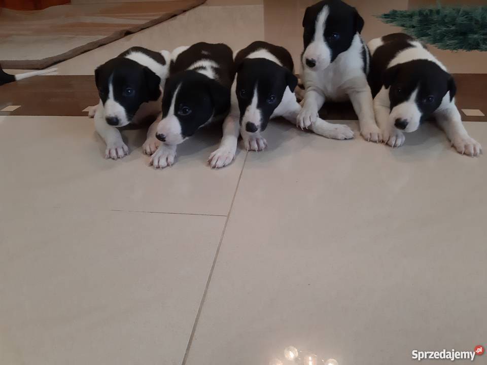 Chart polski śliczne szczenięta Żelechów sprzedam
