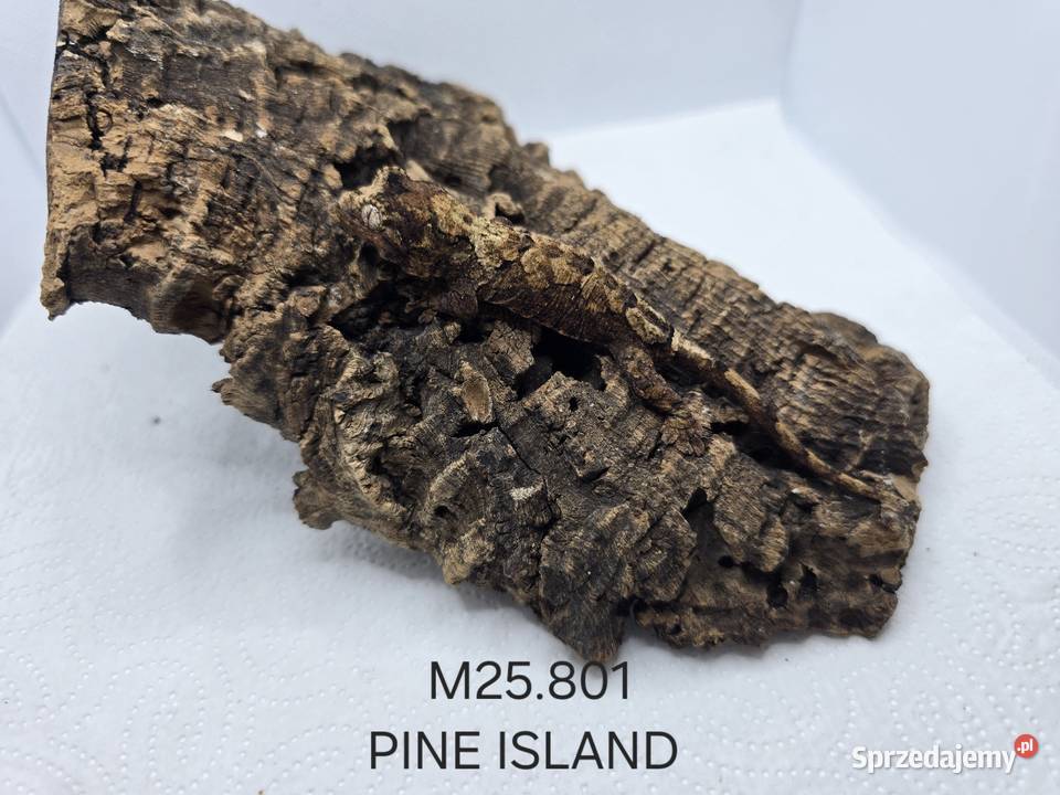 Gekon omszały Gady i płazy Zawiercie