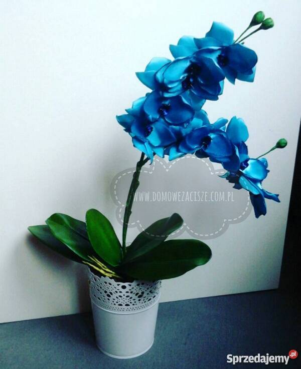 Storczyki ze wstążki inny kolor śląskie Zabrze