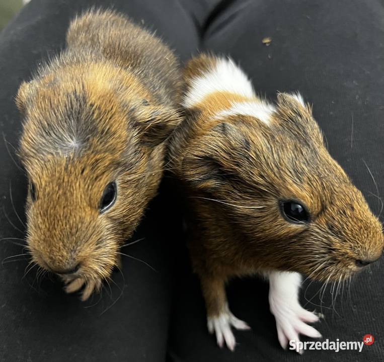 Świnka morska opolskie