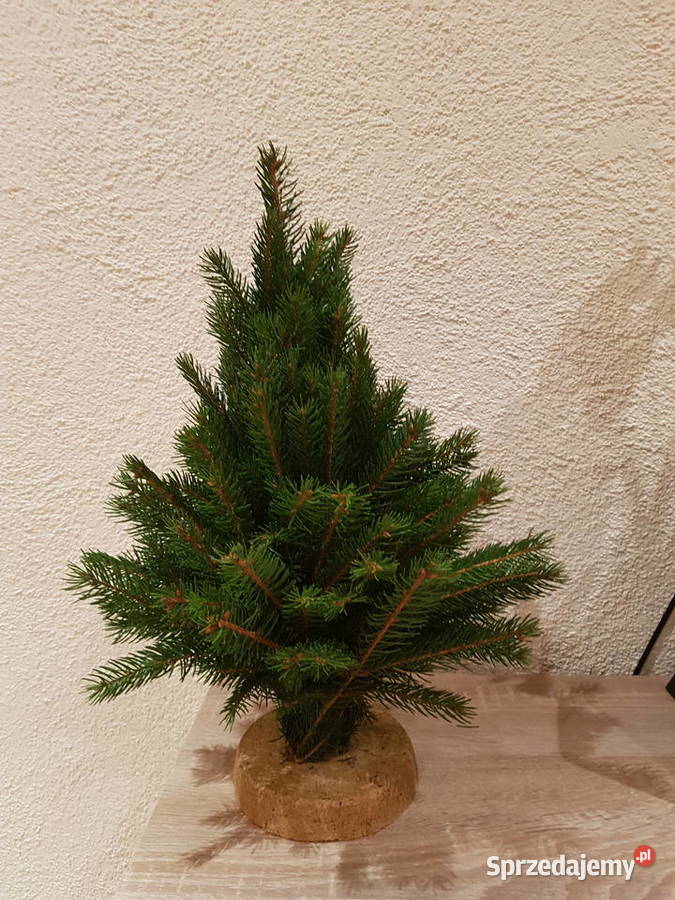 Choineczki ze świerku Pozostałe Tarło