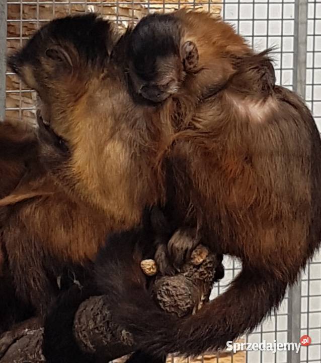 Kapucynka czubata Bystra sprzedam