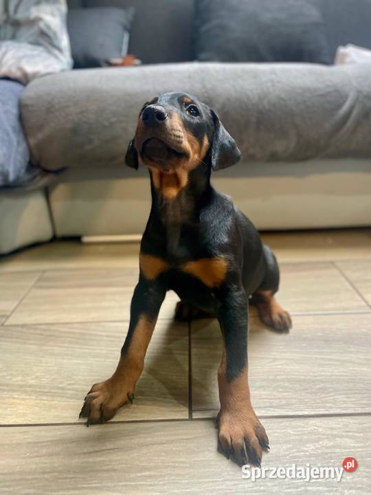 Doberman lubelskie Romanów sprzedam