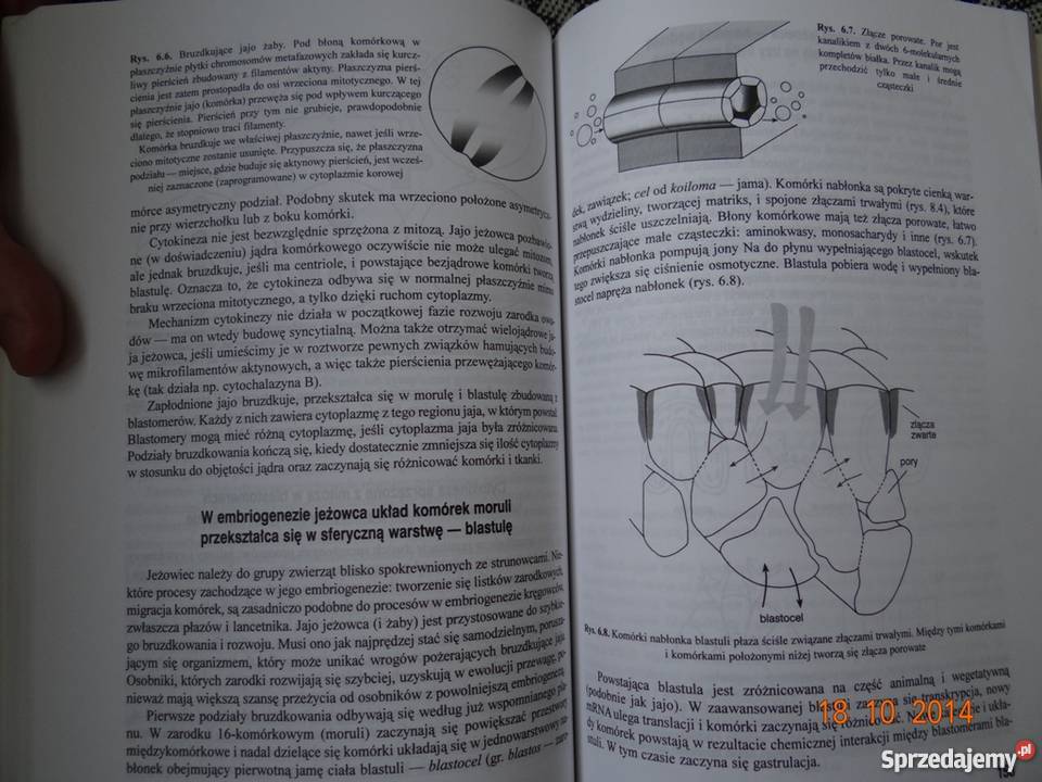 Biologia rozwoju w zarysie Bohdan Rotkiewicz Rok wydania 1998 mazowieckie Warszawa