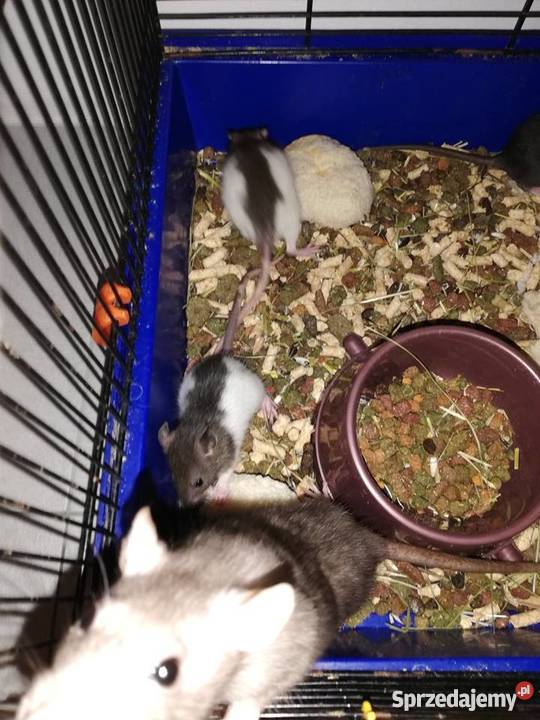 Szczury Szczurki Kielce