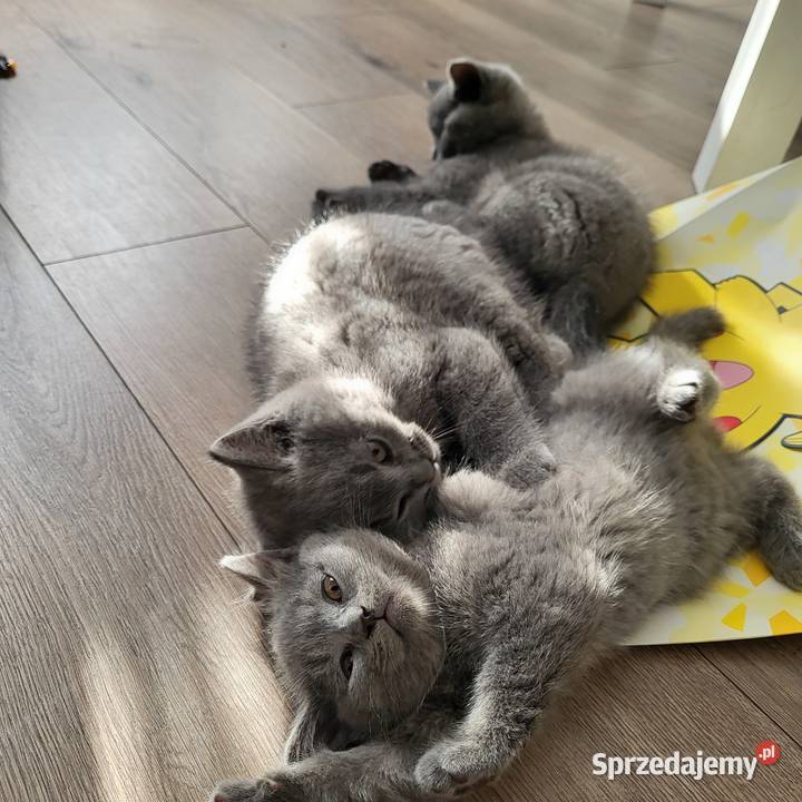 Piękne Cudne Kotki sprzedam