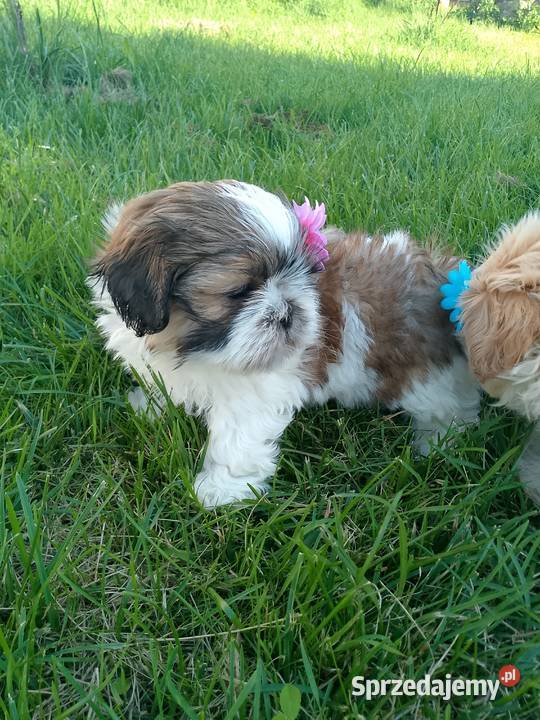 DO ODBIORU suczka ShihTzu tricolor opolskie Namysłów