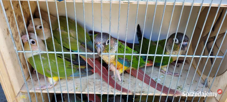 papugi rudosterki zielonolice Łaziska