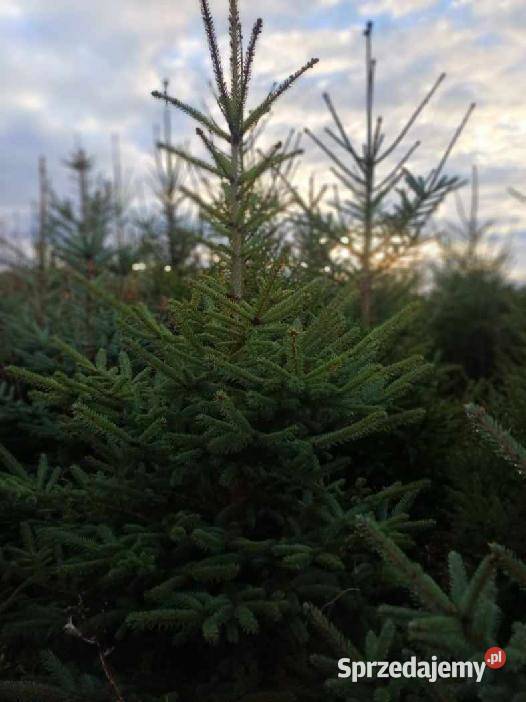 Choinki hurt Legnica