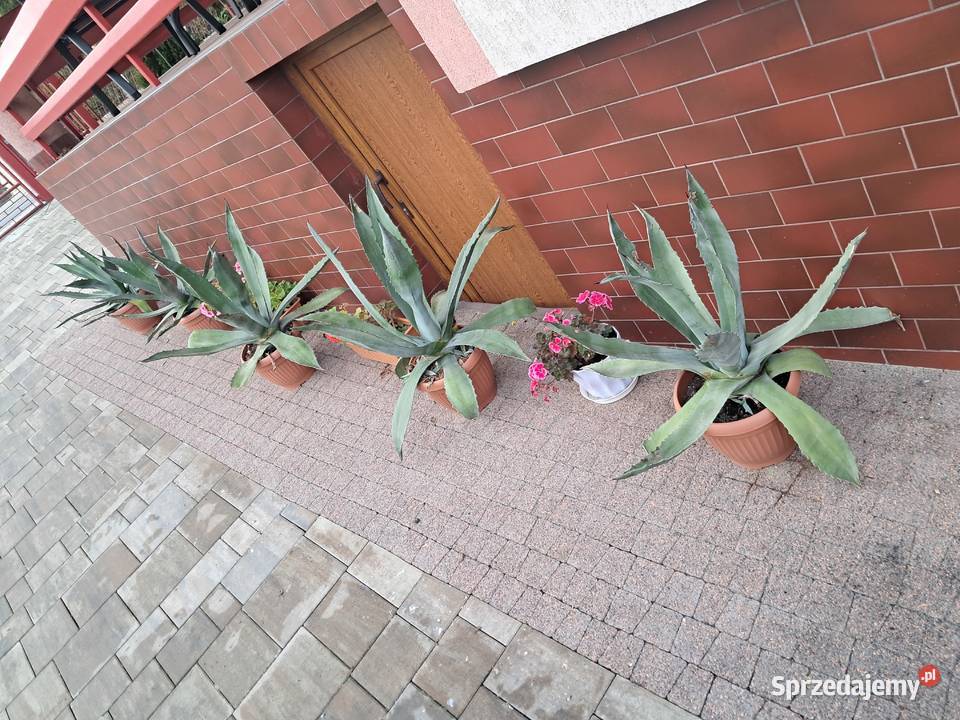 Agawa podkarpackie Bolestraszyce