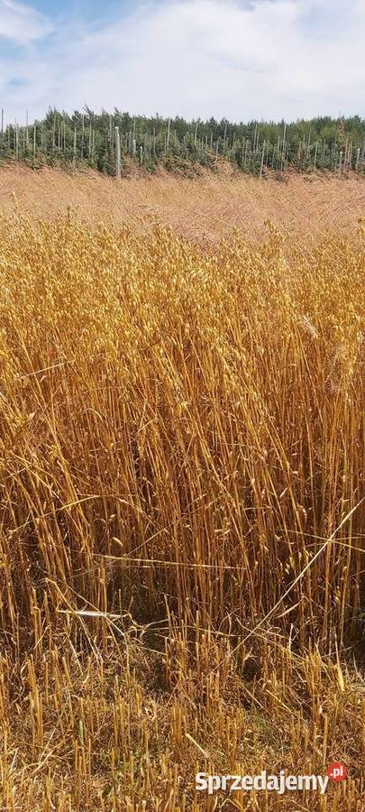 Sprzedam owies Wojcieszyce sprzedam