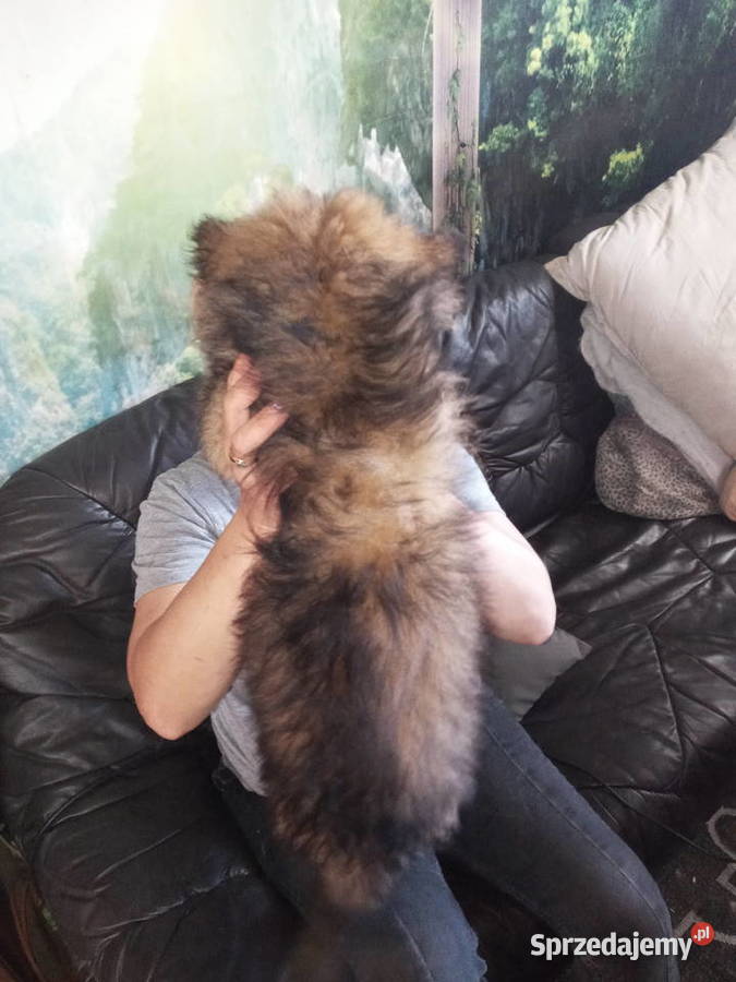 OWCZAREK NIEMIECKI DŁUGOWŁOSYSZCZENIĘTA Szczecin