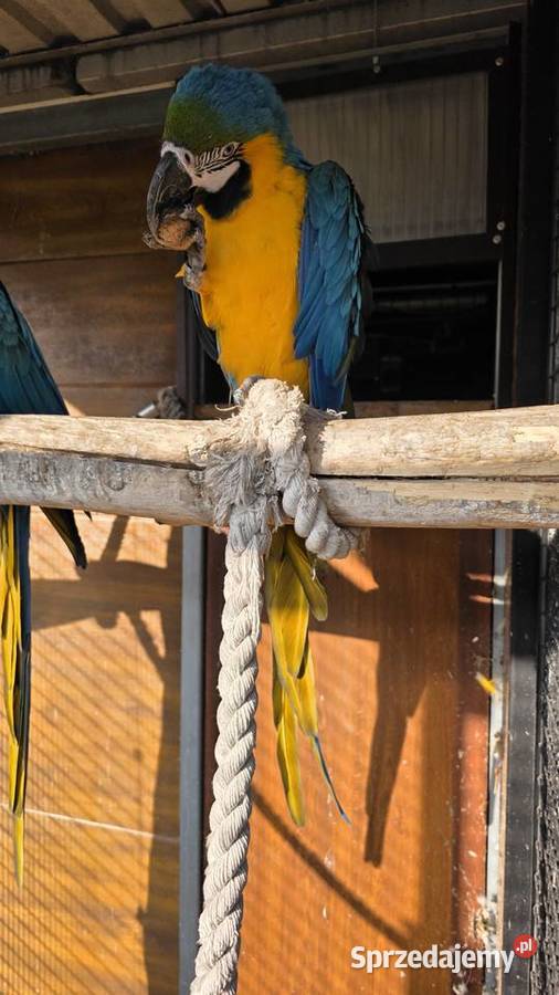 Ara Ararauna Ornontowice sprzedam