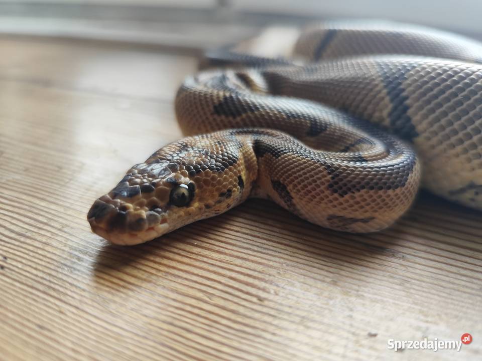 Pyton Królewski samiec Clown poss Gravel Pruszków