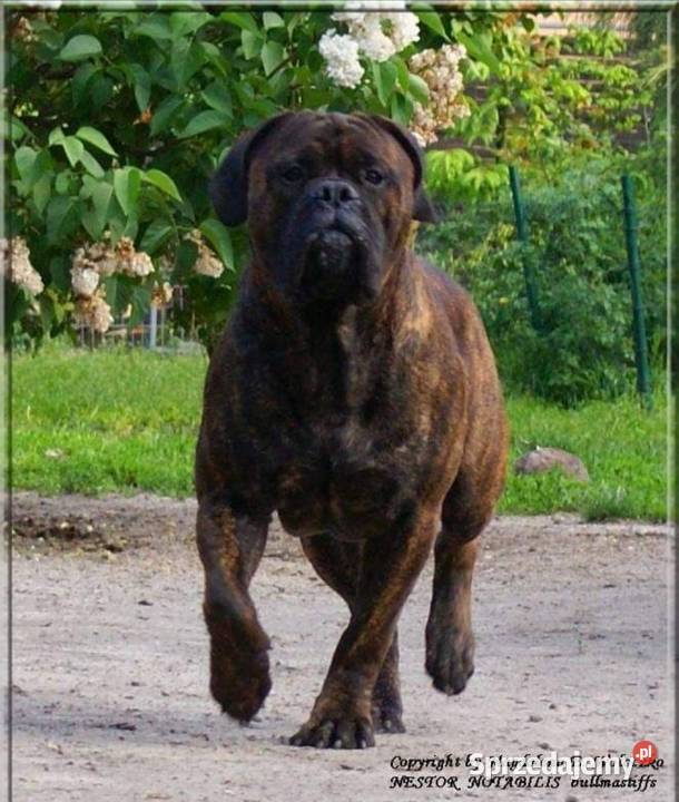 Bullmastiff zapowiedź miotu Pozostałe
