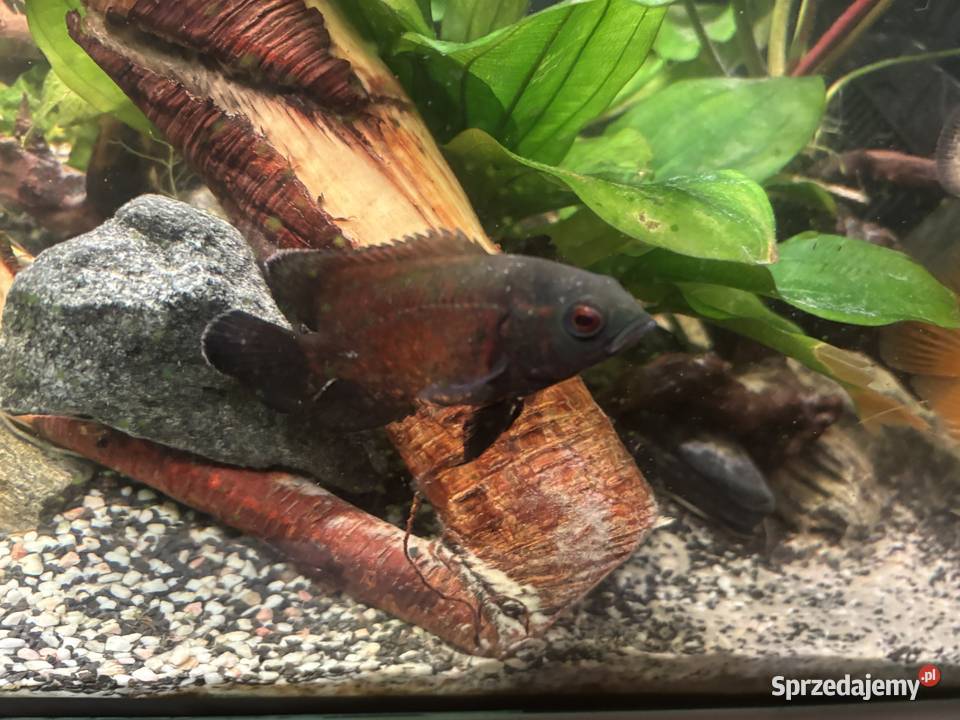 Ryby do akwarium Kozienice