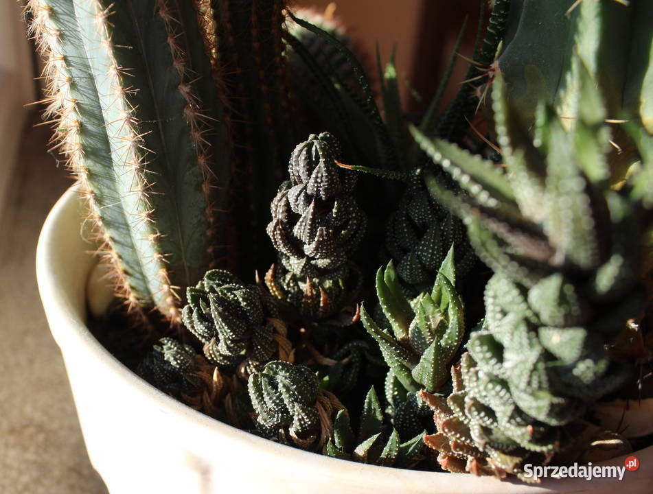 Sukulenty Kaktusy Żywe 5 Rodzajów 47 Kwiaty śląskie Bielsko-Biała