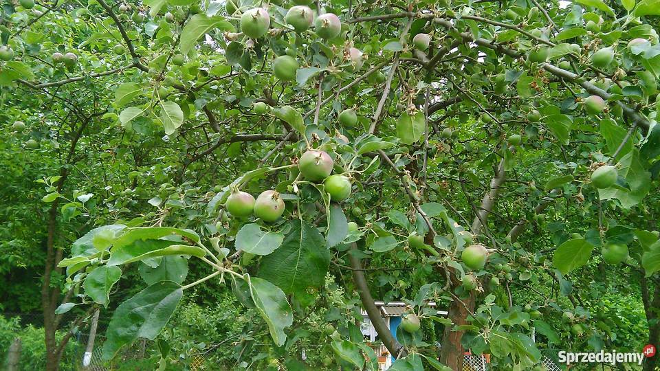 działka ogrodnicza Olsztyn Grunty i działki Olsztyn