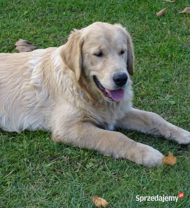 Golden retriever 6 miesięczne Przysucha sprzedam