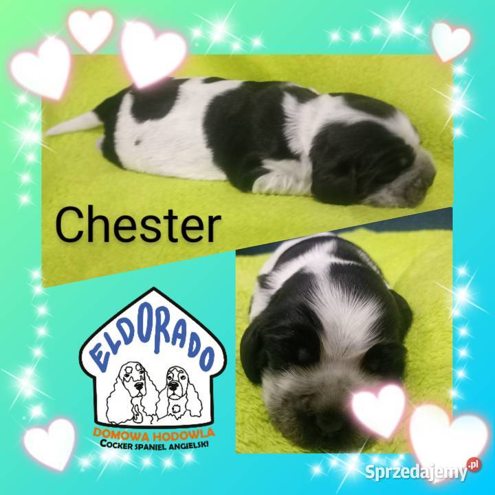 Cocker spaniel angielski Krzyżanów
