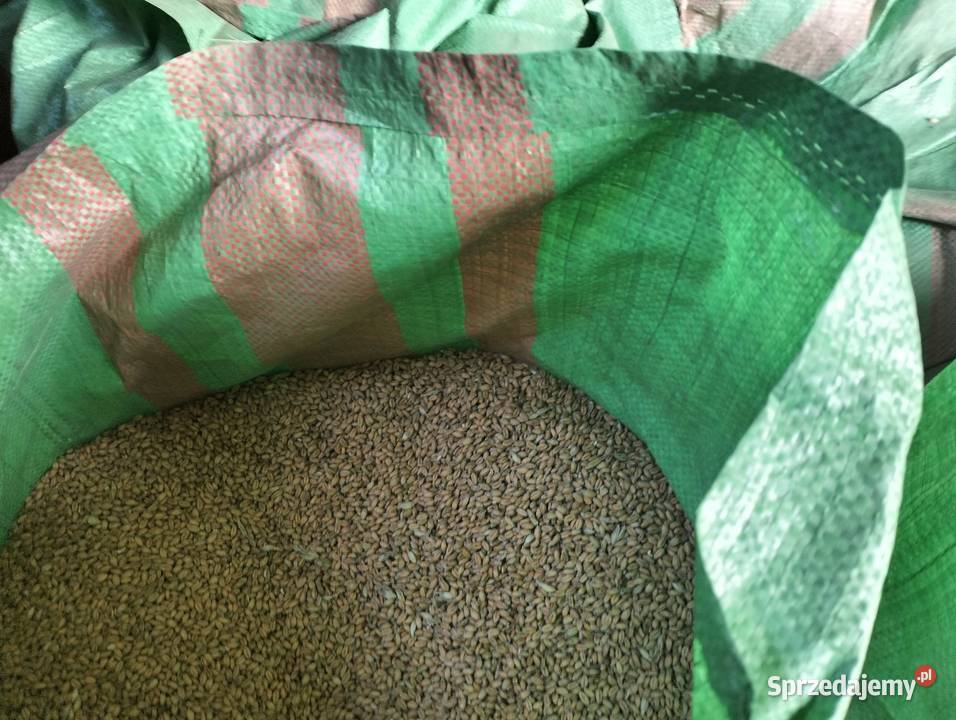 Sprzedam pszenicę tegoroczną Czechy