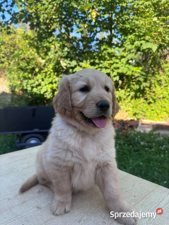 Golden Retriever szczeniaki Dębica