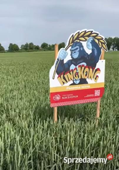 Pszenica ozima King Kong materiał siewny Top Rolnictwo Wrocław