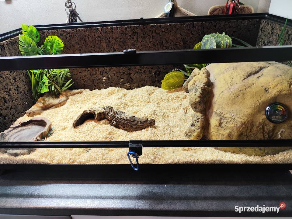 Pyton królewski z terrarium Gady i płazy Pruszków sprzedam