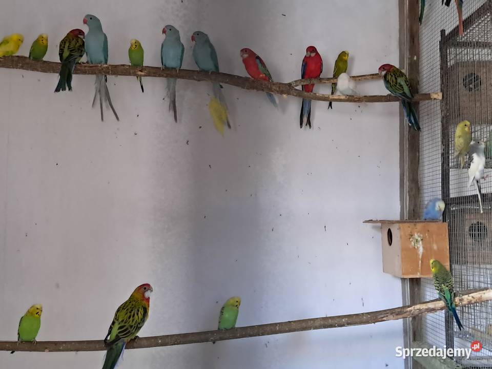 Papugi różne