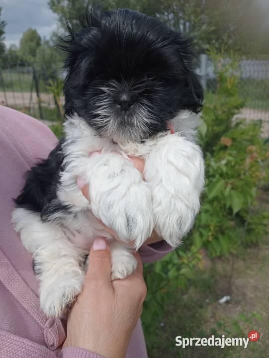 Shih tzu piesek suczka Dobiejewo